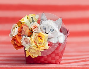 Kitten Kitten Orange Basket roses