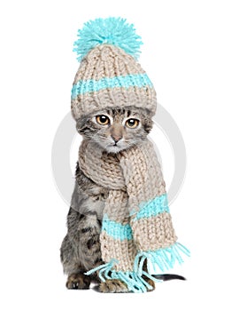 Kitten in knitted scarf and hat