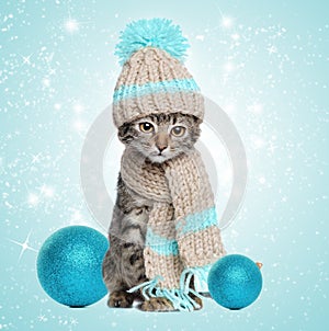 Kitten in knitted scarf and hat with christmas decorations