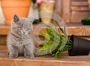 Kitten knocked over flower pot photo