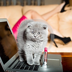 Kitten on laptop with lipstick