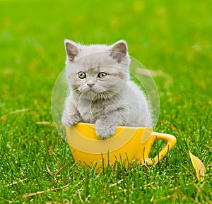 Kitten in large cup on green grass