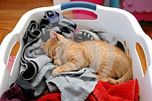 Kitten laundry