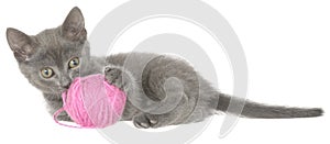 Kitten lay and plays with ball of yarn isolated