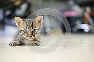 Kitten lays down on the floor and looks straight