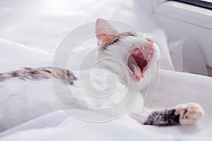 Kitten lays on the window sill and gapes