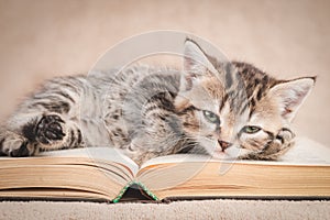 Kitten lazily lying on an open book