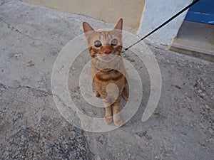 Kitten with leash looking at camera