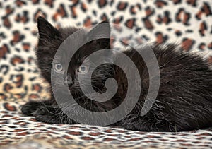 Kitten on a leopard print background