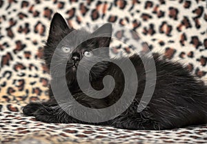 Kitten on a leopard print background