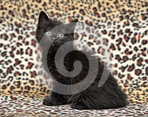 Kitten on a leopard print background