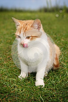 Kitten licking mouth in grass
