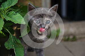 The kitten licks its nose looking out of the thicket. A hunting cat watches its prey and wants to eat it. Hunger and thirst