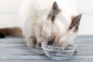 Gatito restos de vaso un tazón 