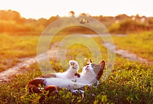 kitten lies on summer Sunny meadow in green grass and catches paw flying bright butterfly