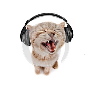 Kitten listens to music in earphones photo