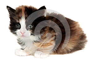 Kitten, little cat isolated on white background