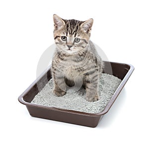 Kitten or little cat in toilet tray box with litter