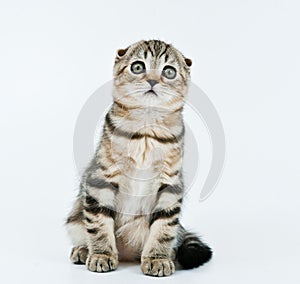 Kitten look at me attentively