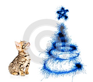 Kitten looking at the Christmas tree on a white