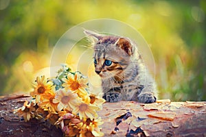 Kitten looking at flowers