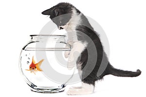 Kitten Looking at Goldfish in a Bowl