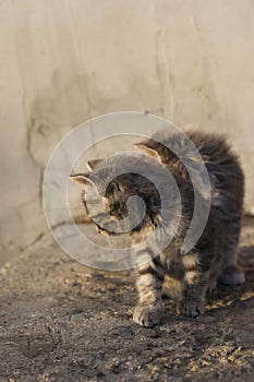 Kitten looking in one direction