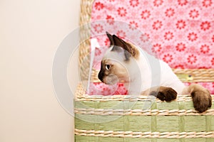 Kitten looking out of the basket