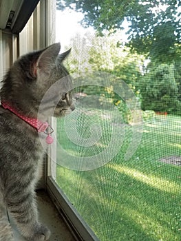 Kitten looking out window