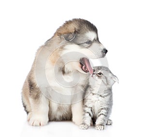 Kitten looking at a puppy. isolated on white background