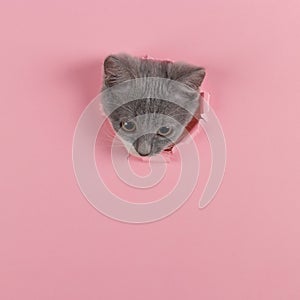 The kitten is looking through torn hole in pink paper. Playful mood kitty. Unusual concept, copy space