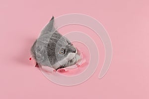 The kitten is looking through torn hole in pink paper. Playful mood kitty. Unusual concept, copy space