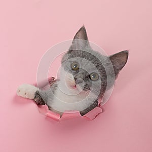 The kitten is looking through torn hole in pink paper. Playful mood kitty. Unusual concept, copy space