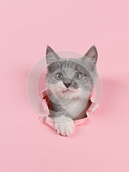 The kitten is looking through torn hole in pink paper. Playful mood kitty. Unusual concept, copy space