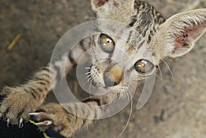 A kitten looking into your eyes