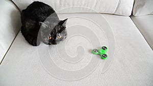 Kitten looks at moving spinner