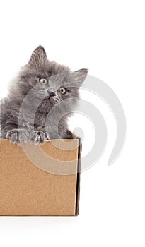 Kitten looks out of a box
