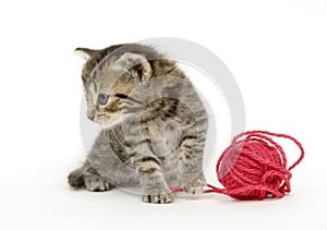 Kitten looks to side with red ball of yarn on white background