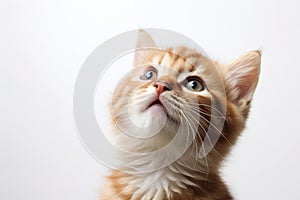 Kitten Looks Up On White Background. Generative AI