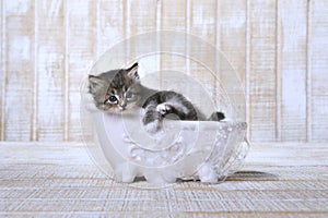 Kitten Lounging in a Clawfoot Bathtub With Bubbles