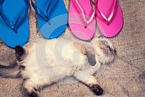 Kitten lying on the back near flip flop sandals