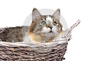 Kitten lying in a basket on a white background close-up
