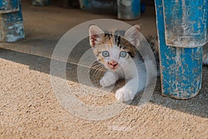 The kitten is lying on the cement floor