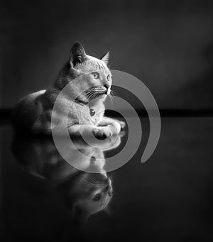 Kitten lying on clean floor