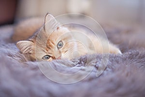 The kitten is lying on a fur blanket