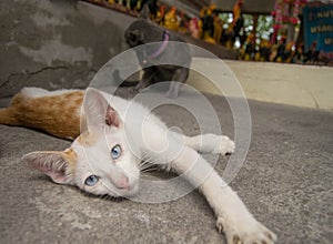 Kitten lying on the ground