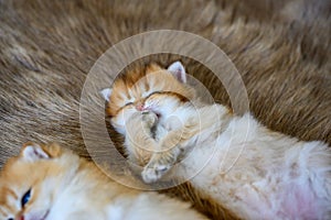 A kitten is lying on its stomach and licking its front legs on a brown wool carpet, in front and close-up view. British Shorthair