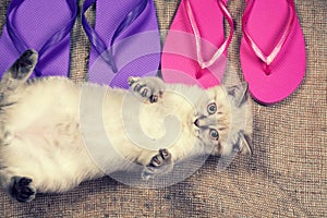 Kitten lying near flip flop sandals