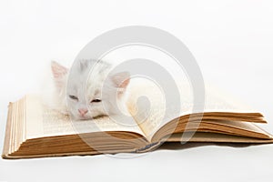 Kitten lying on old book