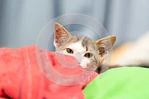 Kitten lying on a red blanket